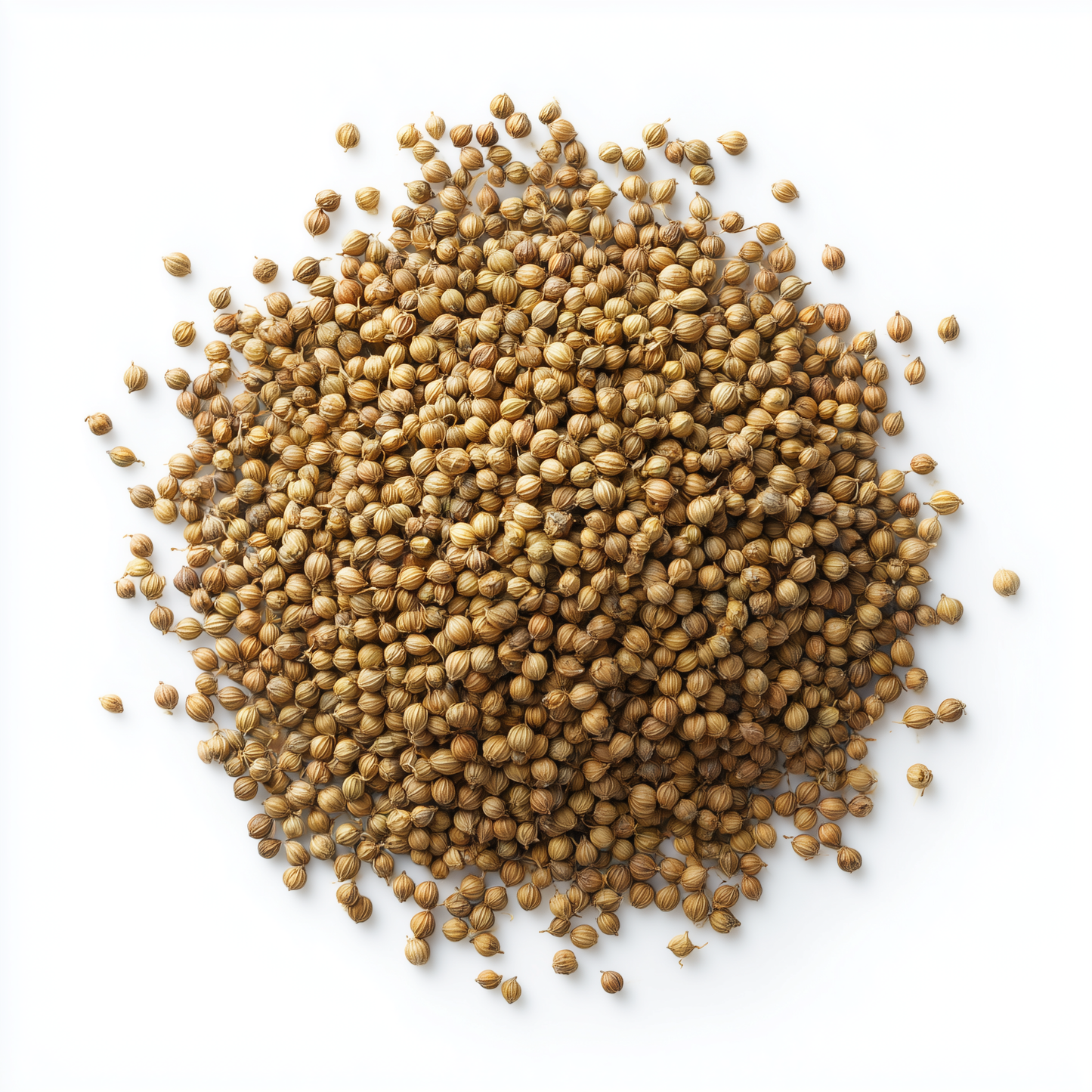 SavorSatch Coriander Seeds Whole – 5lb