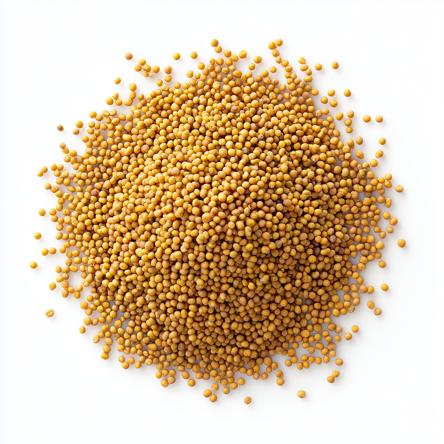 SavorSatch Yellow Mustard Seeds – 5lb Resealable Pouch | Whole Seeds, Certified Kosher, Non-GMO, Bold Flavor for Cooking, Pickling & Spice Blends